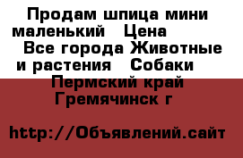 Продам шпица мини маленький › Цена ­ 15 000 - Все города Животные и растения » Собаки   . Пермский край,Гремячинск г.